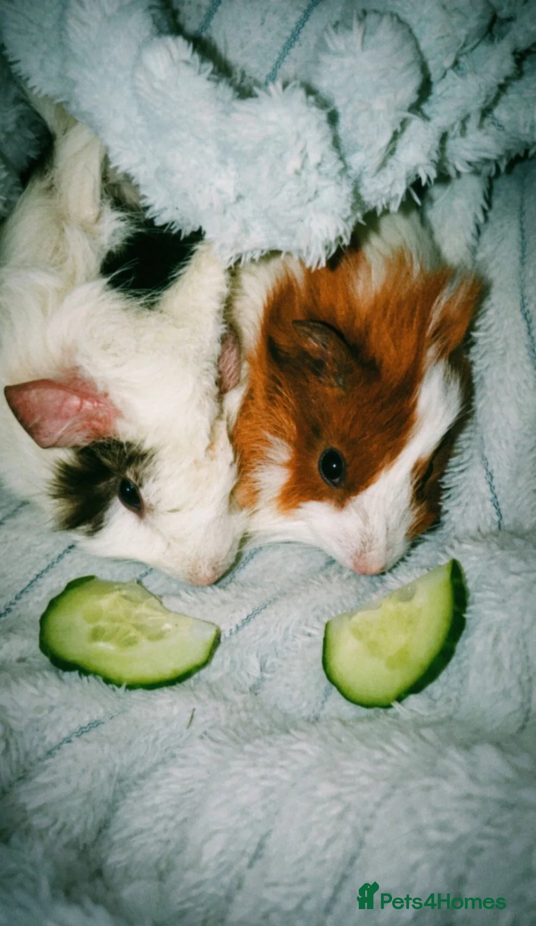 Guinea Pig rodents for sale: 3 Guinea pigs (1 male, 2 female) - Advert 1