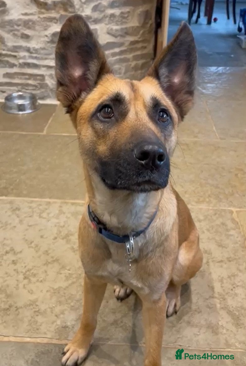 Mixed Breed dogs Lovely Luna - Advert 2