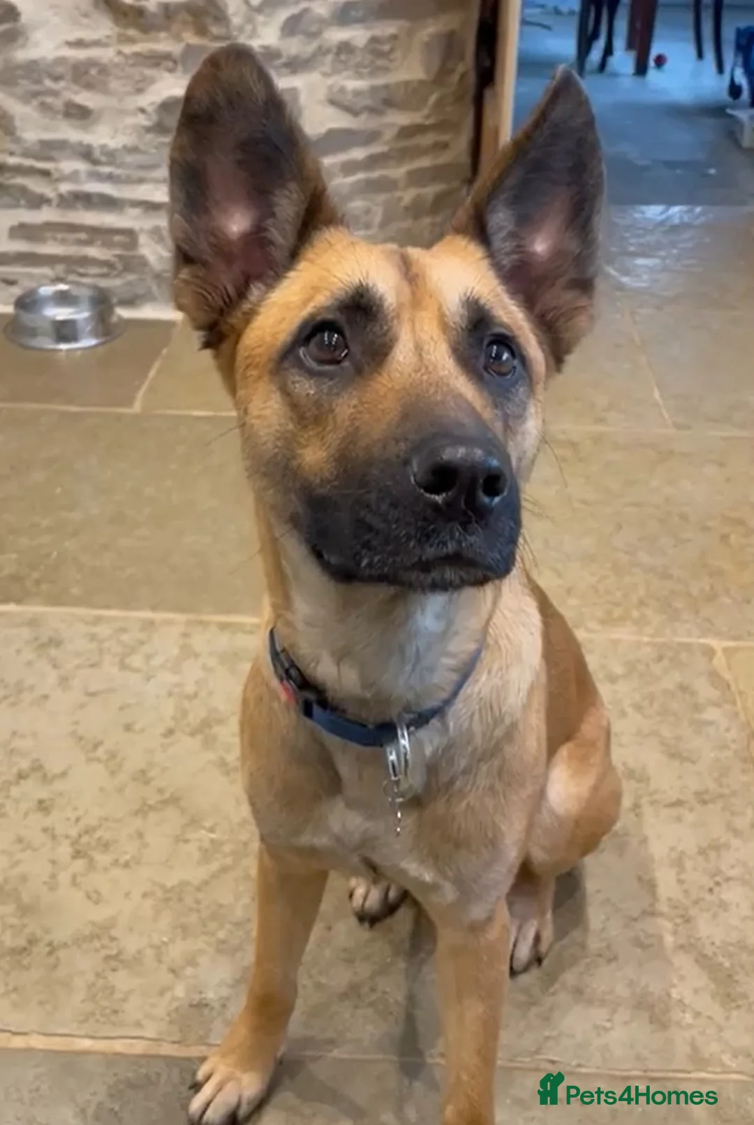 Mixed Breed dogs for sale: Lovely Luna - Advert 1