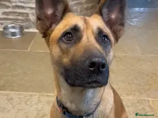 Mixed Breed dogs Lovely Luna - Advert 2