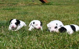 Jack Russell dogs for sale: Jack Russell puppies for sale  - Image 3