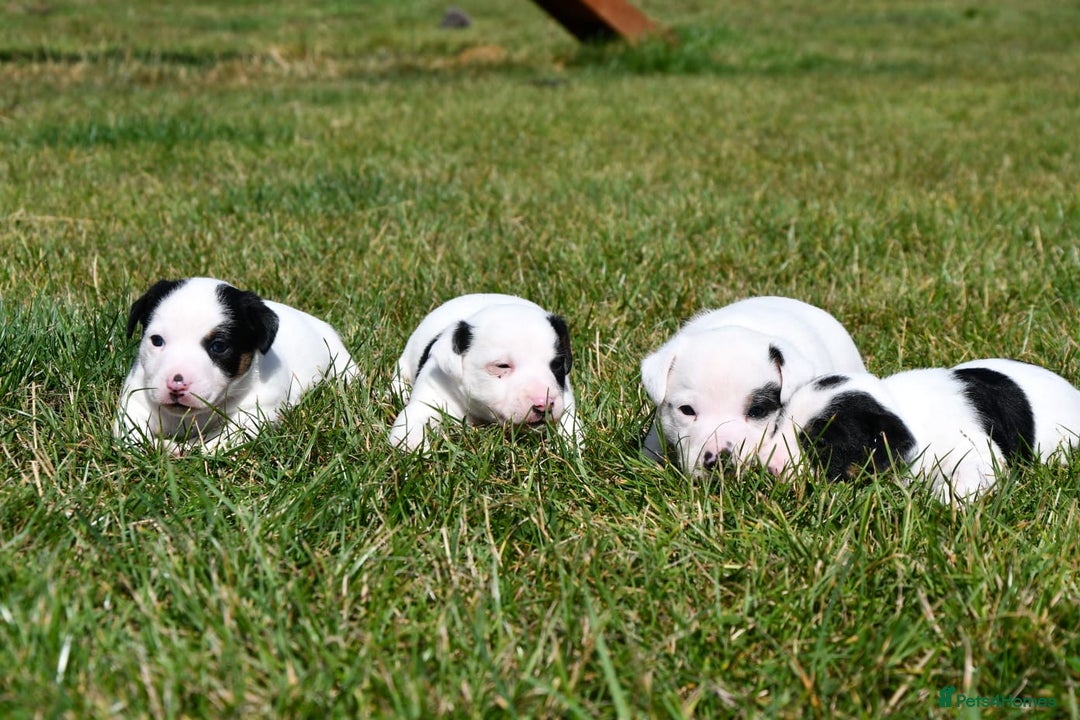 Jack Russell dogs for sale: Jack Russell puppies for sale  - Image 3