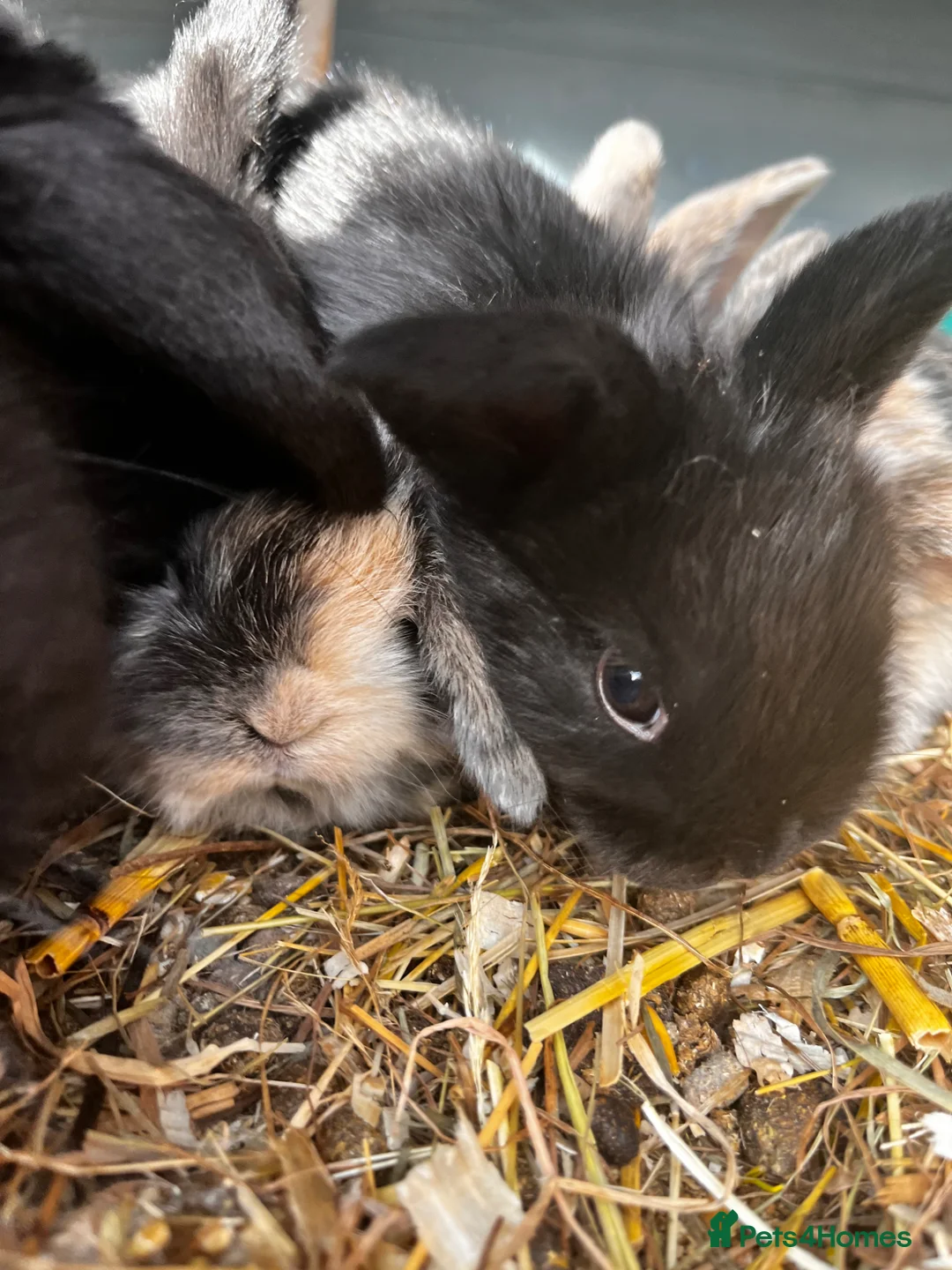 Mini Lop rabbits for sale: mini lop babies  - Advert 5