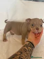 American Bully Puppy 9