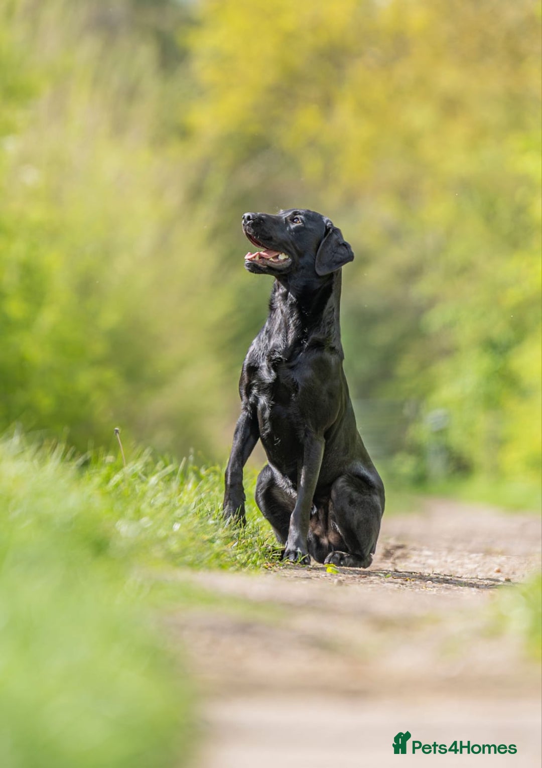 Labrador Retriever dogs for sale: KC Registered Black Labrador Puppies - Image 12