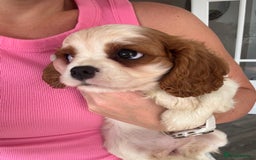 Cavalier King Charles Spaniel dogs for sale: Cavalier King Charles Spaniel puppies - Image 5