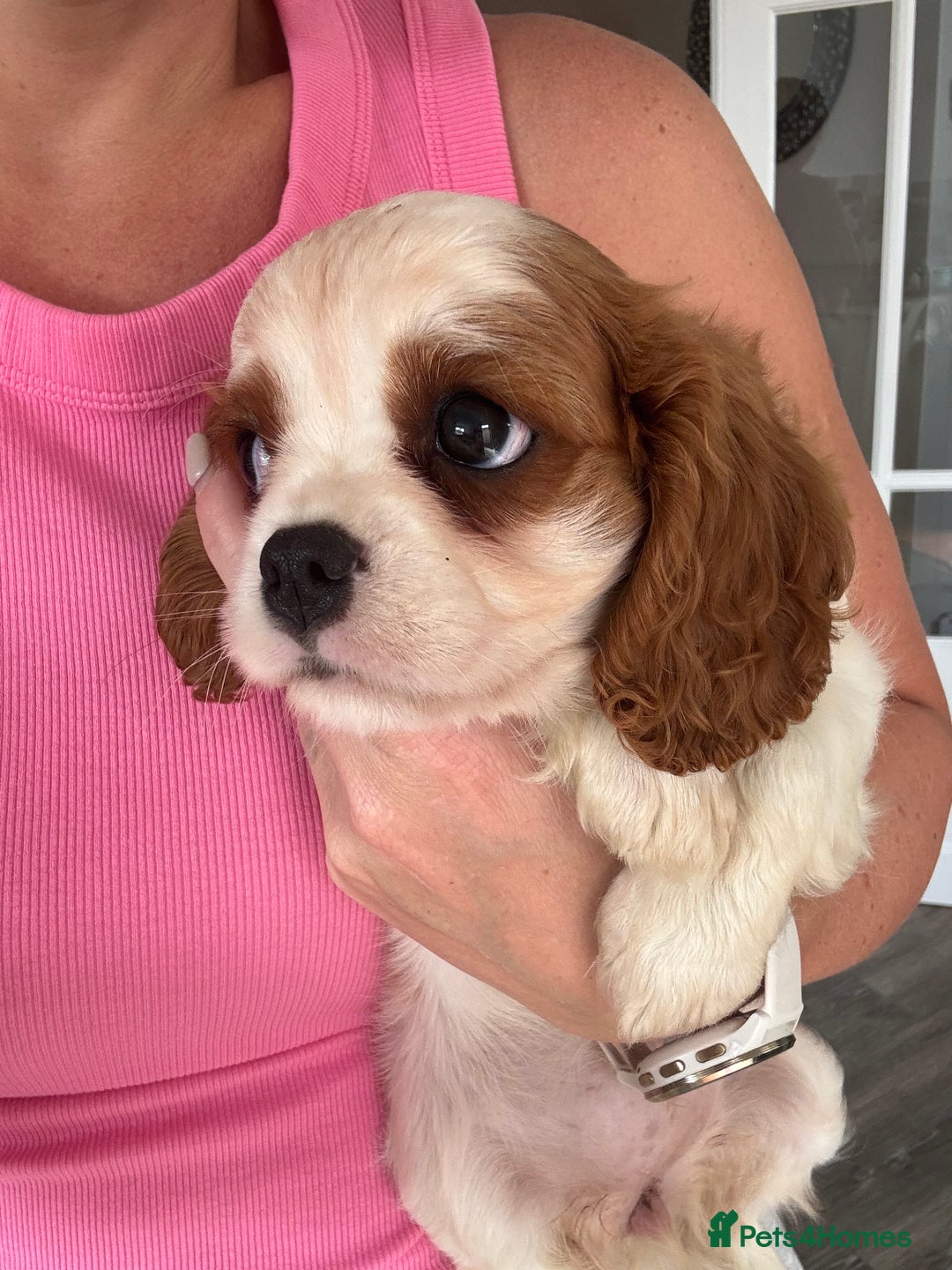 Cavalier King Charles Spaniel dogs for sale: Cavalier King Charles Spaniel puppies - Image 5