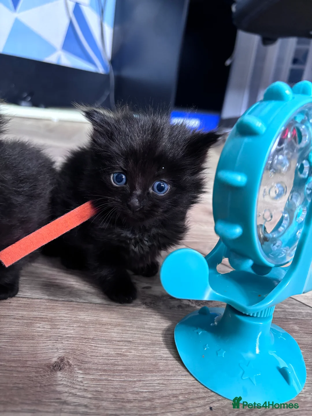 Mixed Breed cats for sale: Maine coon kittens for sale  - Advert 12