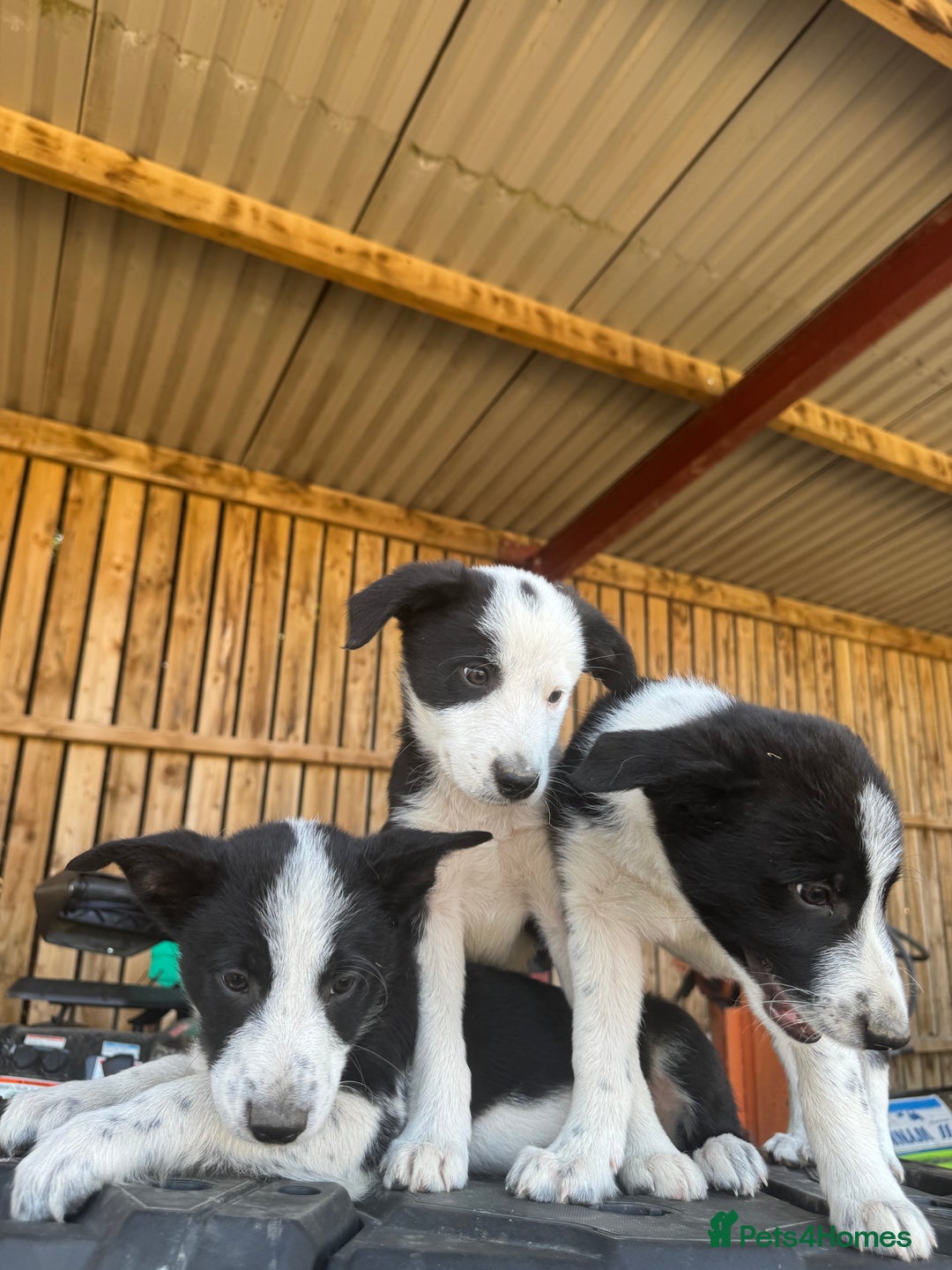 Border Collie dogs for sale: 3 males left .. female now sold! - Image 23