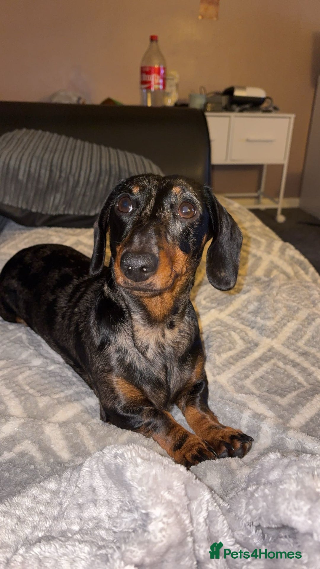 Dachshund dogs for sale: Dapple dachshund  - Advert 4