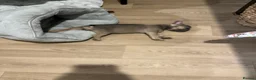 French Bulldog dogs for sale: Gorgeous girl  - Advert 5