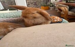 Mini Lop rabbits for sale: Indoor raised Mini lops and lion lops ~vaccinated  - Image 2