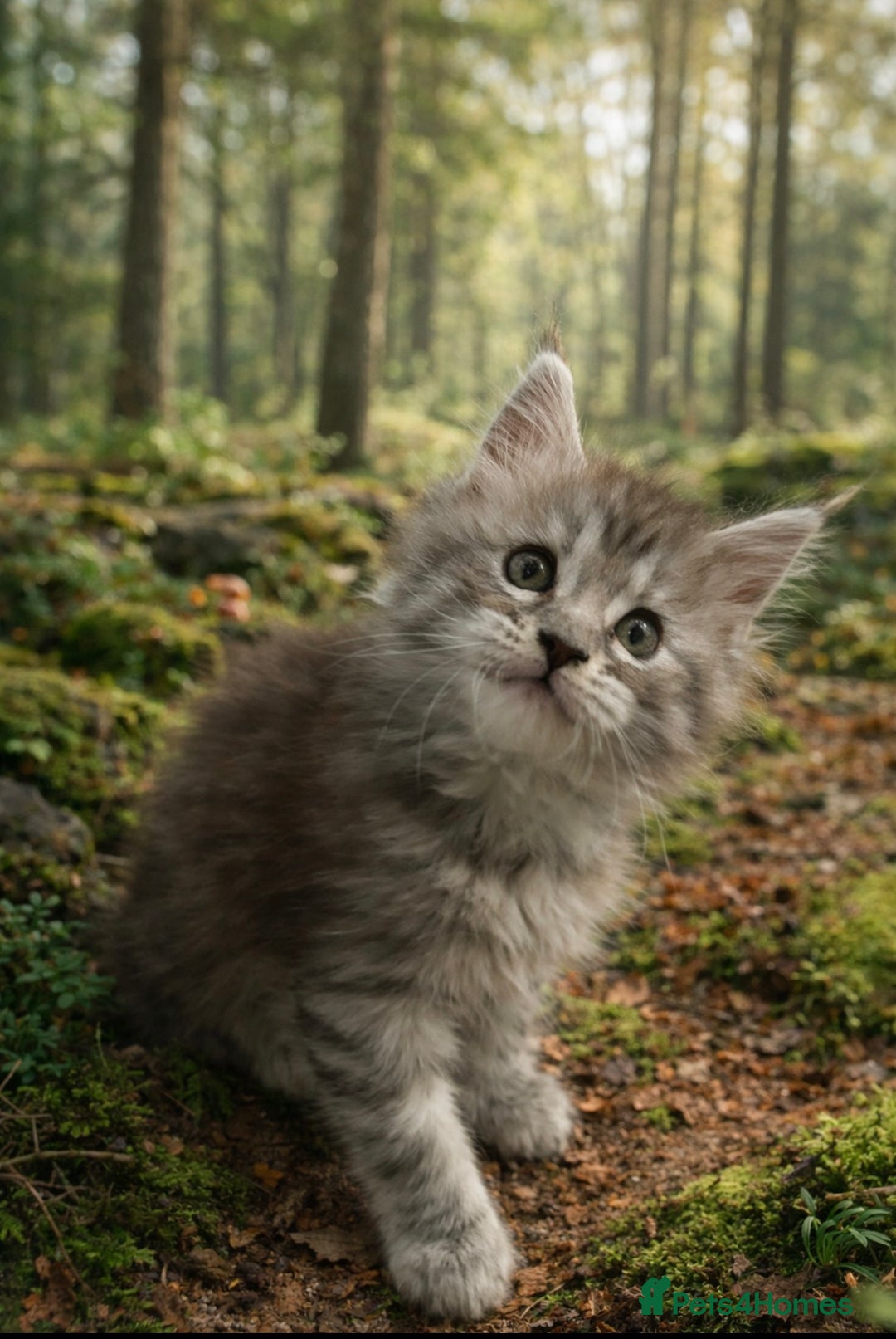 Maine Coon cats for sale: Registered Maine coon kittens  - Advert 9