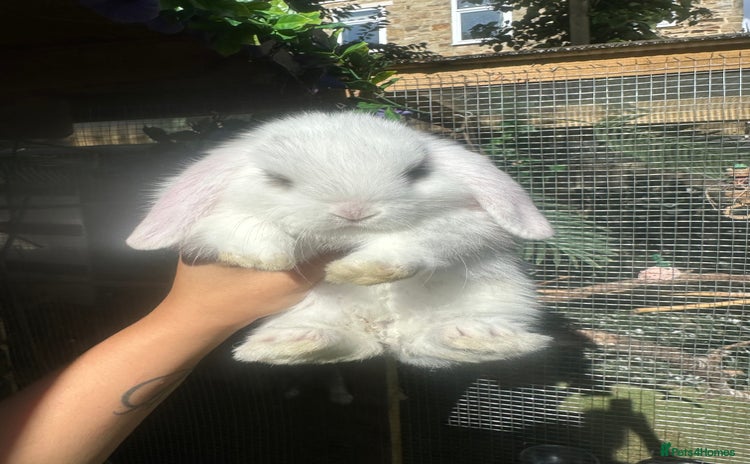 Mini Lop rabbits - Advert 16