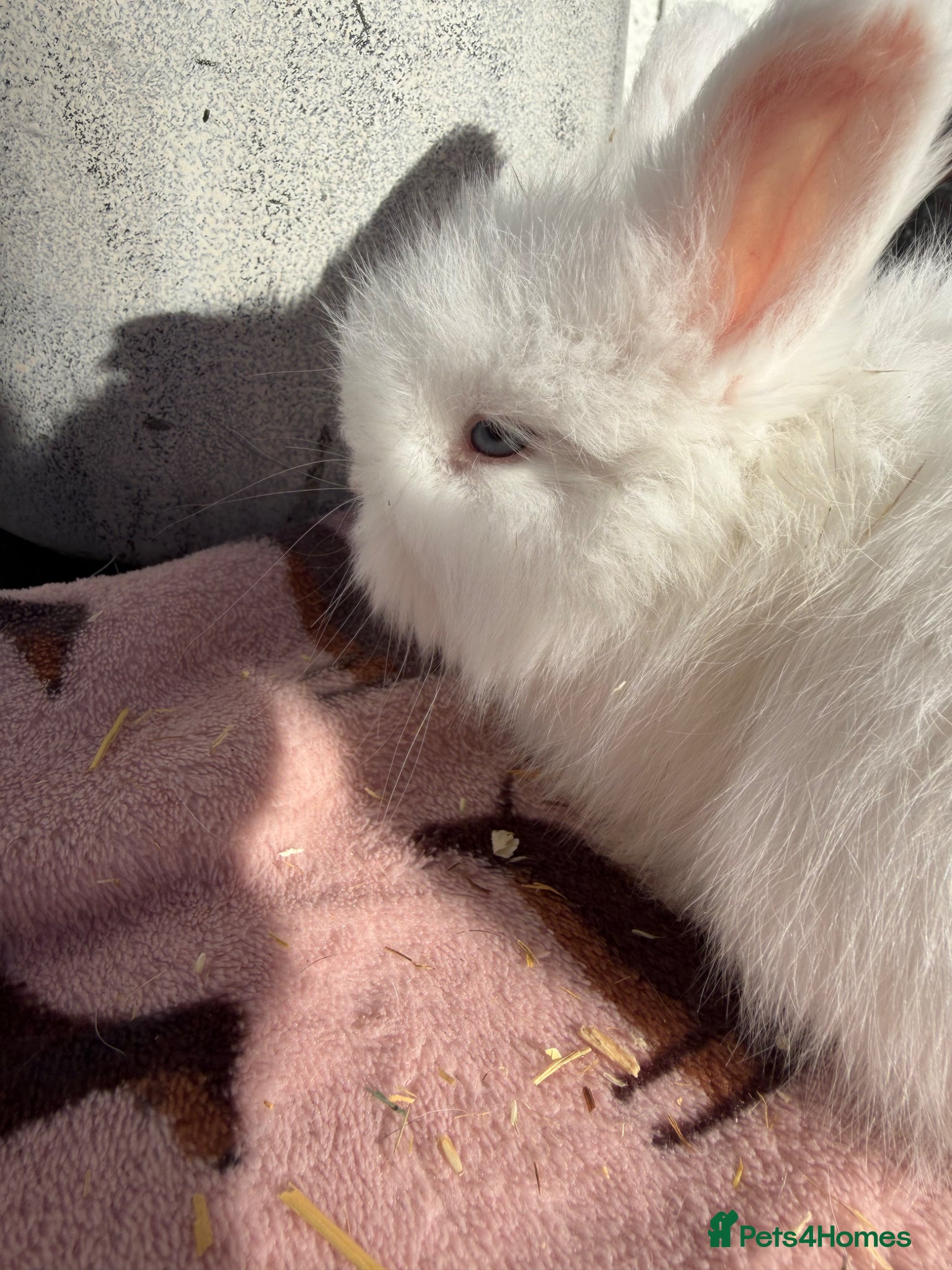 Angora rabbits for sale: Angora buns - Advert 12