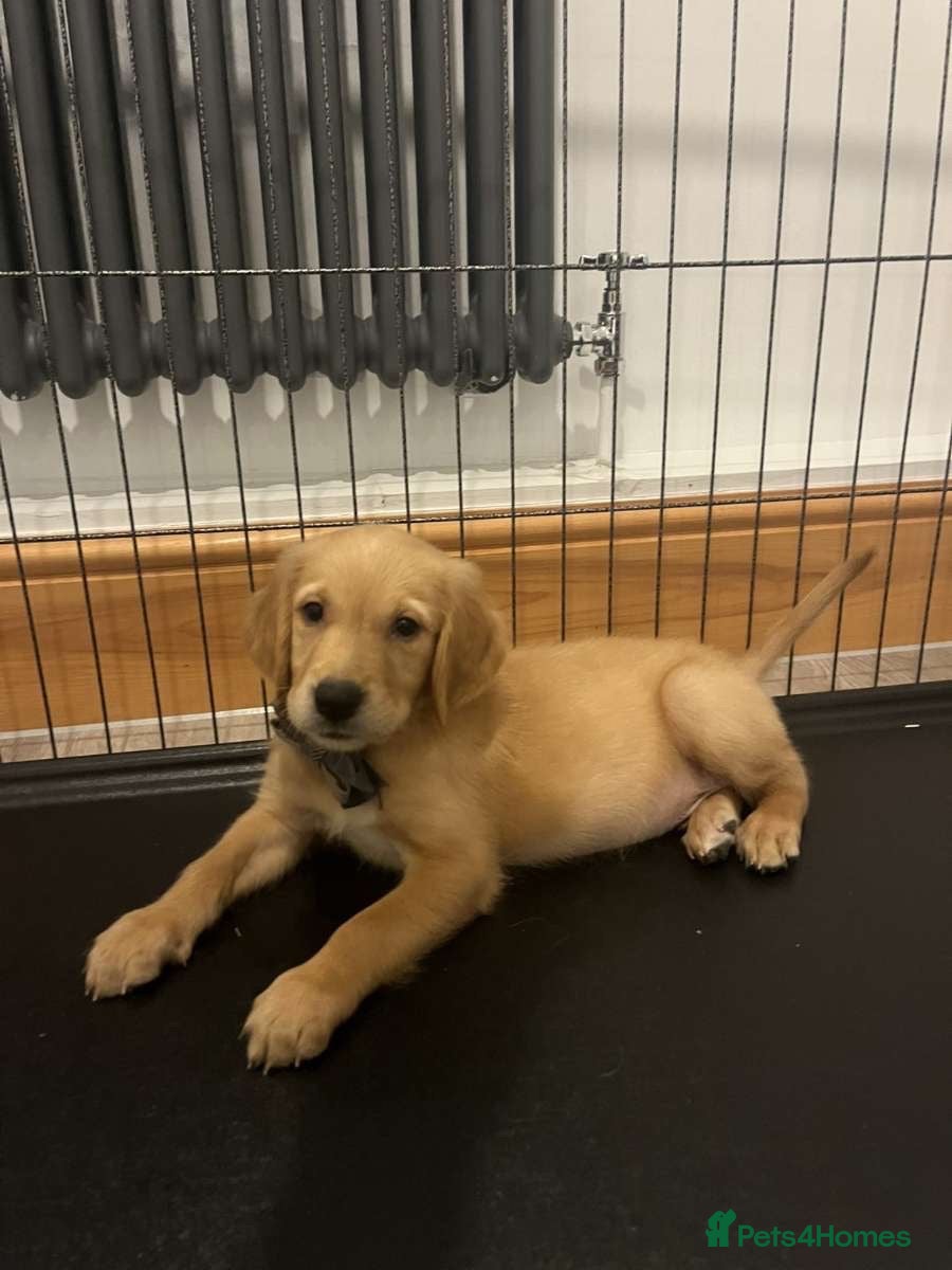 Golden Retriever dogs KC Fox Red Golden Retriever Puppies  - Advert 2