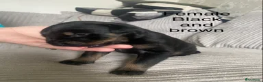 Mixed Breed Puppy 5