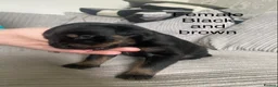 Mixed Breed dogs for sale: ROTTWEILER cross bullmastiff  - Advert 20