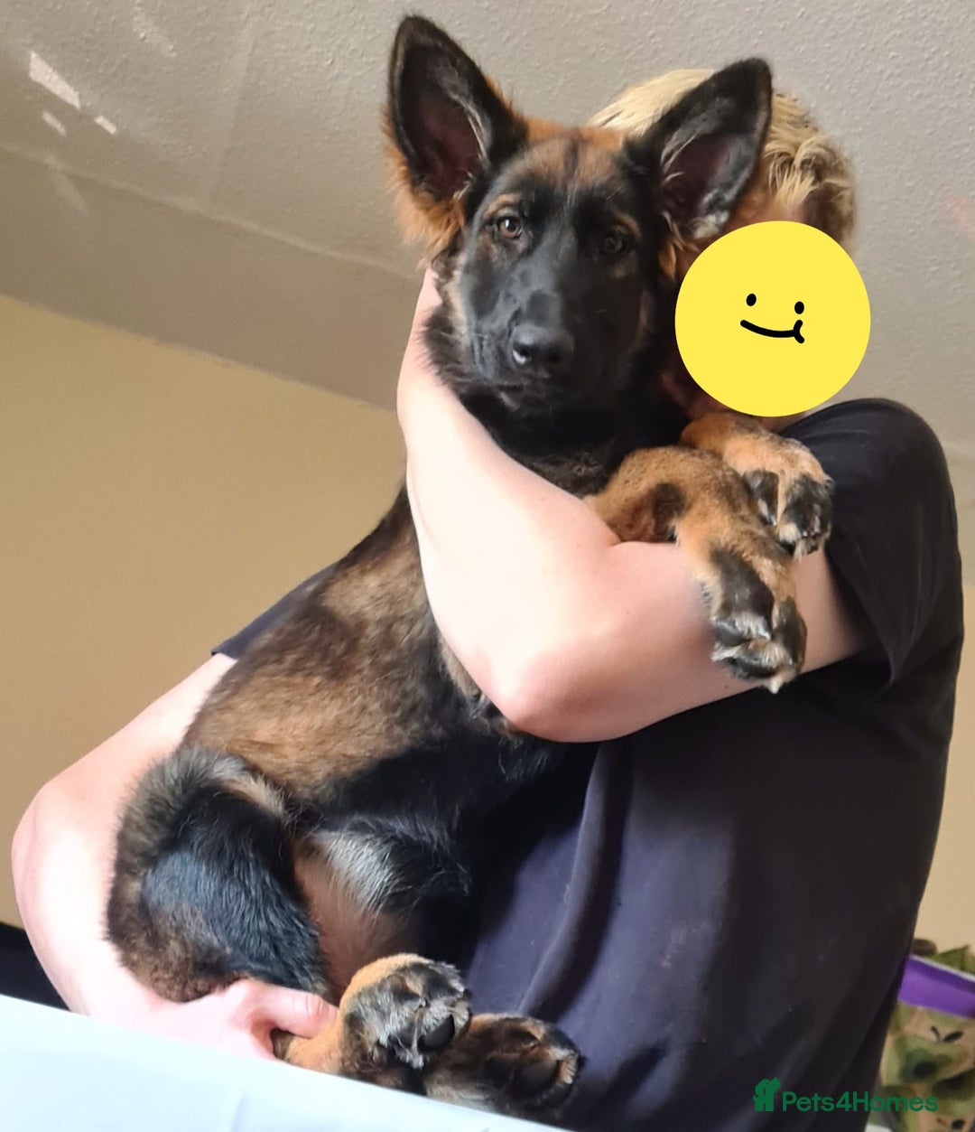 German Shepherd dogs for sale: Playful Socialised Girl - Image 3