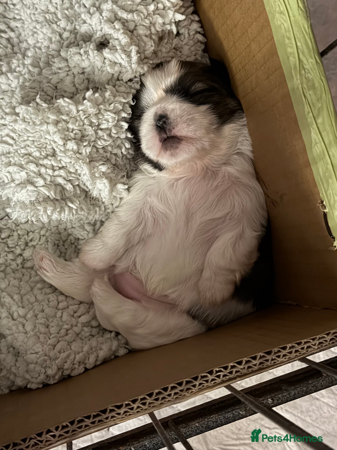 Shih Tzu dogs for sale: Shih Tzu’s  - Advert 31