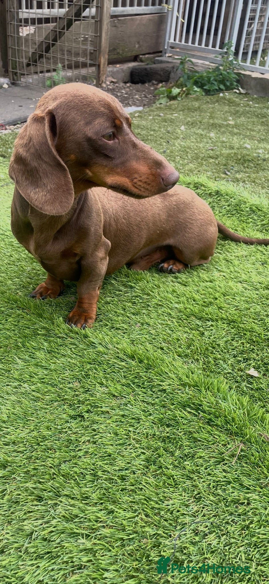 Miniature Dachshund dogs for sale: Mini dachshunds puppies fully vaccinated  - Image 11