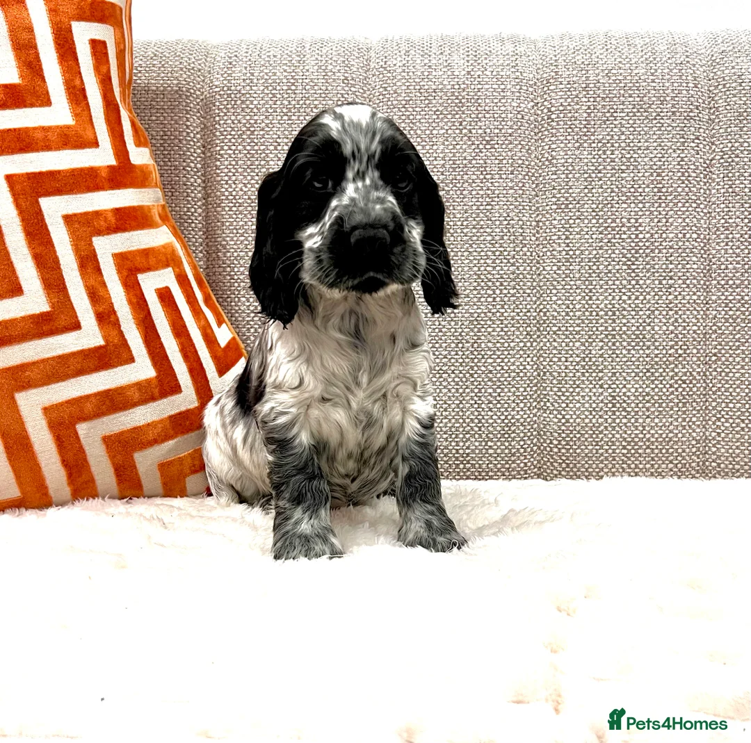 Cocker Spaniel dogs for sale: Show Type Cocker Spaniel Puppies  - Advert 5