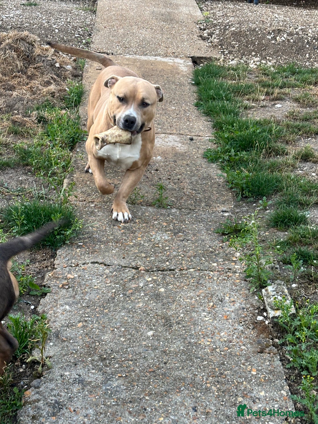 American Bully dogs for sale: Pocket bully for sale - Image 2