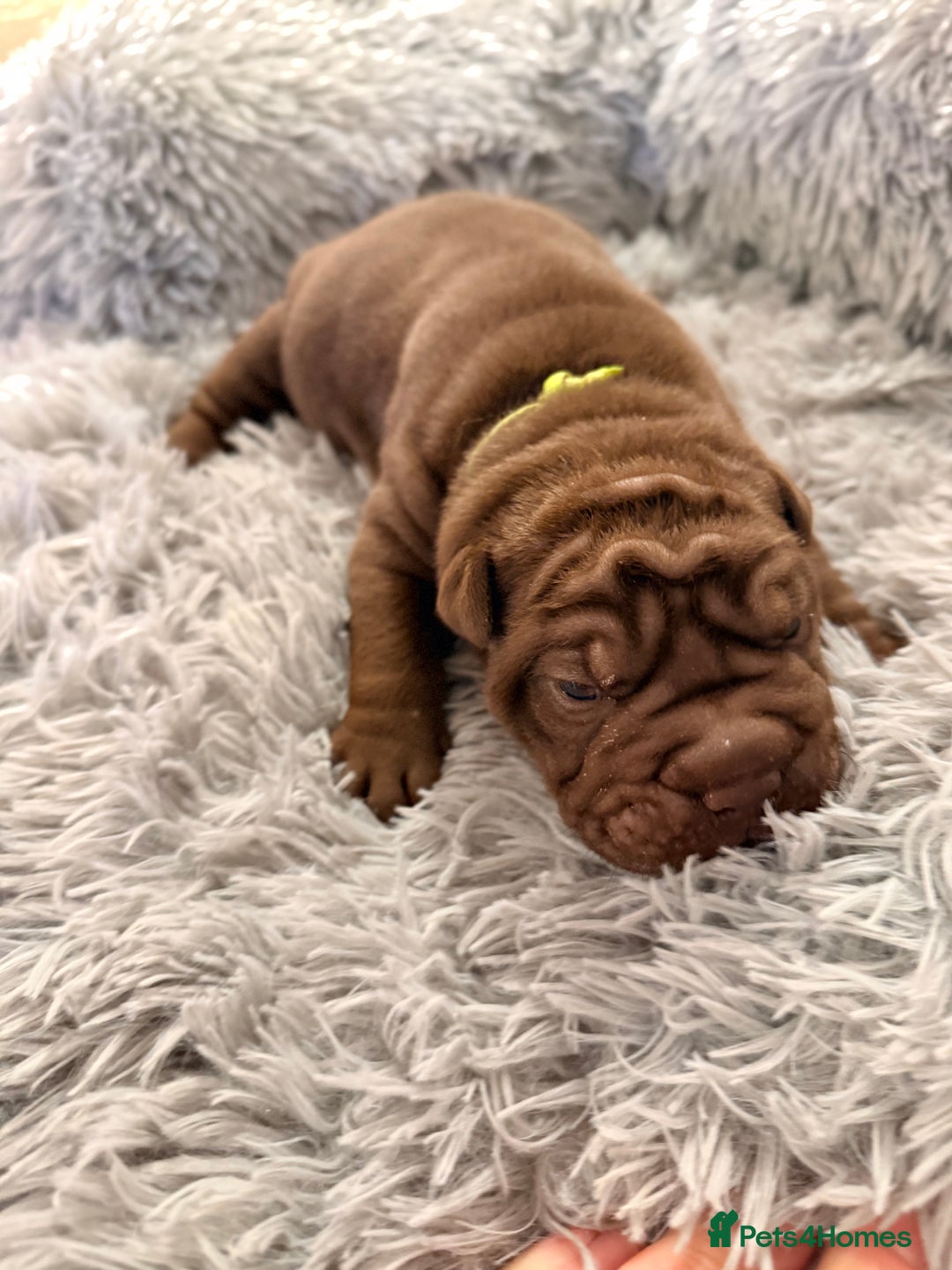 Mixed Breed dogs for sale: Gawjuss Bullpei Puppies 🐶 - Advert 9
