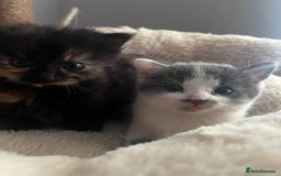 Mixed Breed cats for sale: 3 gorgeous kittens  - Image 4