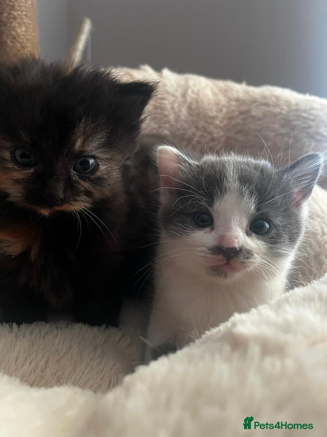 Mixed Breed cats for sale: 3 gorgeous kittens  - Image 4