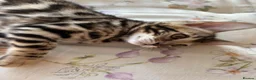Bengal cats for sale: BENGAL BREED CLEAN in Orpington - Advert 6