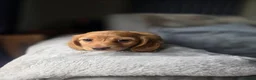 Miniature Dachshund dogs for sale: ❤️KC registered miniature dachshund puppies❤️ - Advert 6