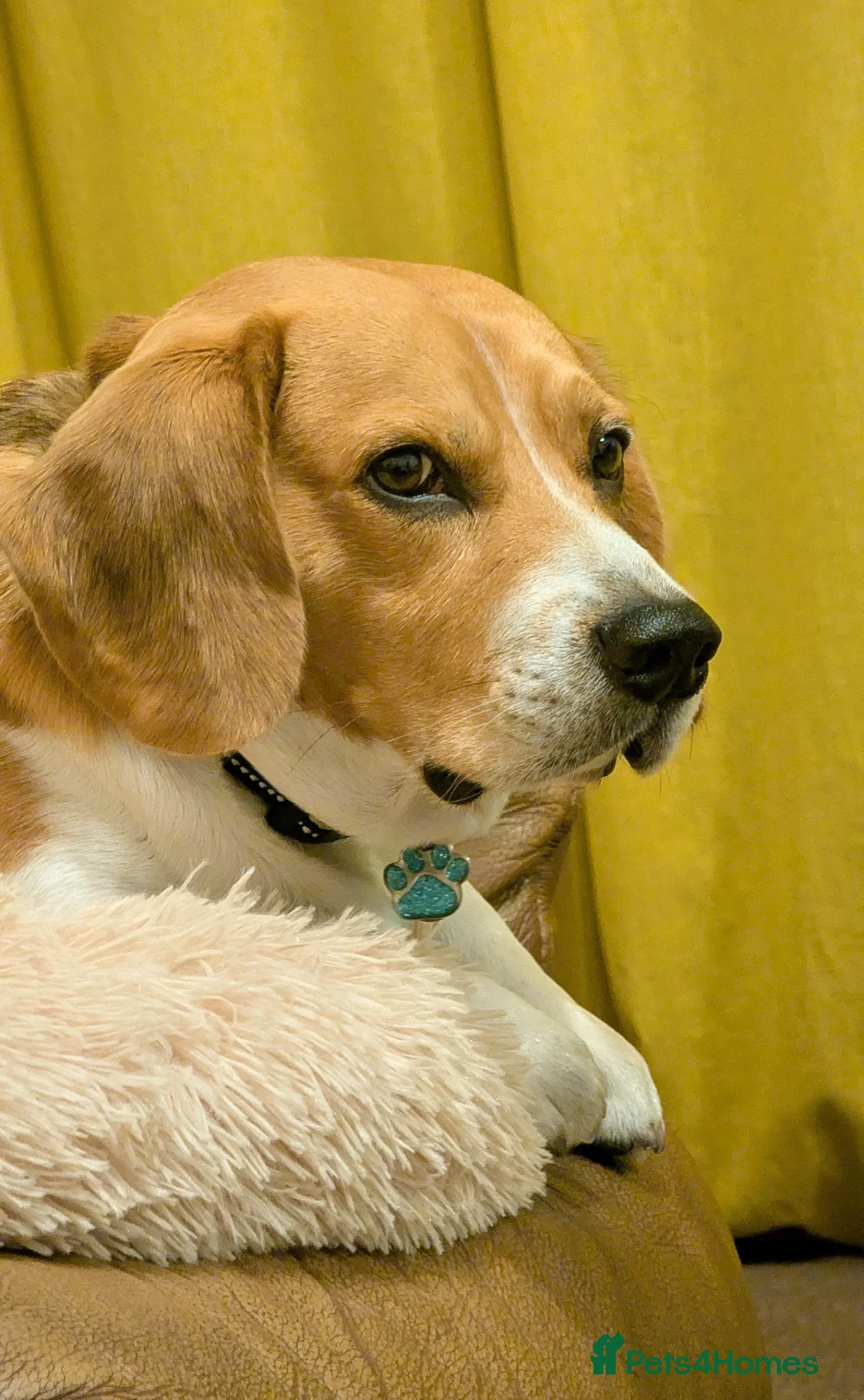 Beagle dogs for stud: Lewis 5 year old Beagle - Advert 7