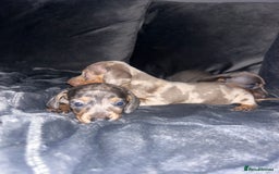 Dachshund dogs for sale: KC miniature dachshunds  in Middlesbrough - Image 16