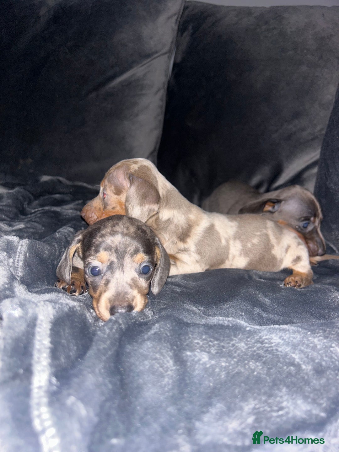 Dachshund dogs for sale: KC miniature dachshunds  in Middlesbrough - Image 16