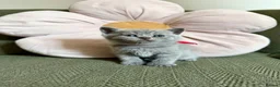 British Shorthair cats for sale: Beautiful Lilac British Shorthair Kittens - Advert 13