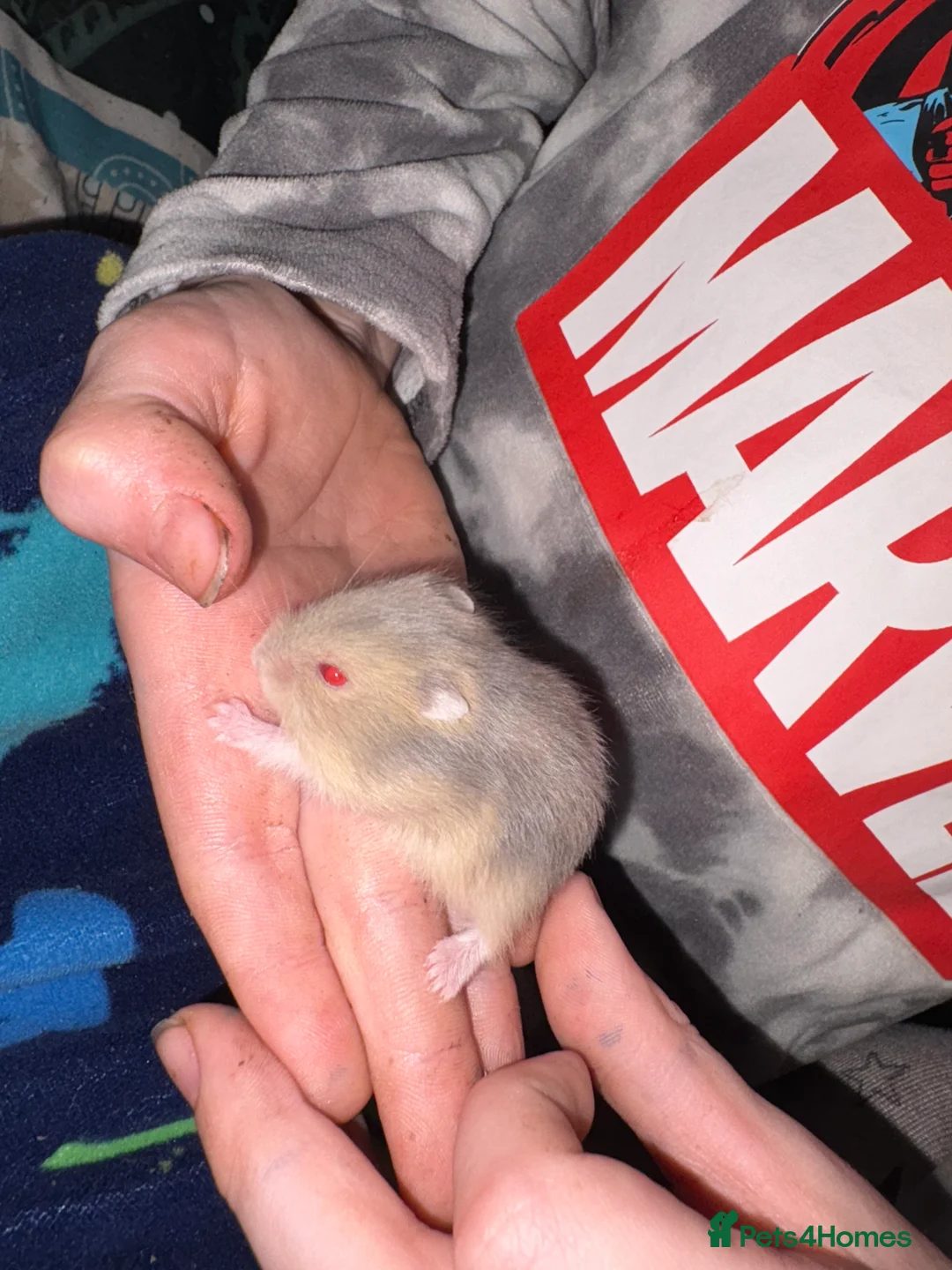 Hamster rodents for sale: Russian dwarf hamsters in Denbigh - Advert 3