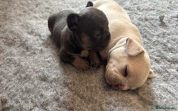 French Bulldog dogs for sale: 2 Male and 2 Female French Bulldogs - Image 23