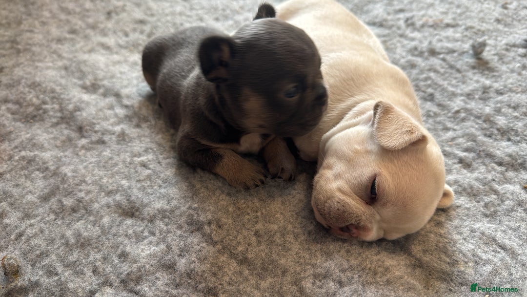 French Bulldog dogs for sale: 2 Male and 2 Female French Bulldogs - Image 23