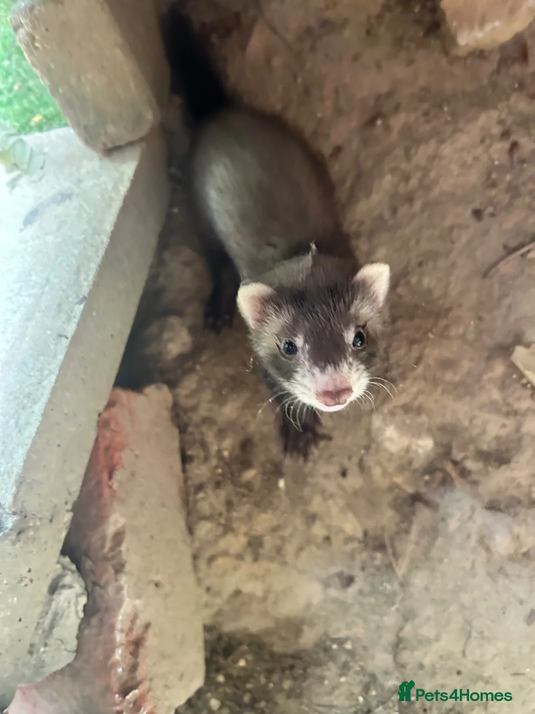 Ferret rodents for sale: Baby Ferret - Advert 1