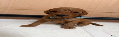Cockapoo 2