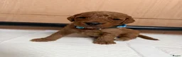 Cockapoo dogs for sale: F1b cockerpoo puppy’s  - Advert 14