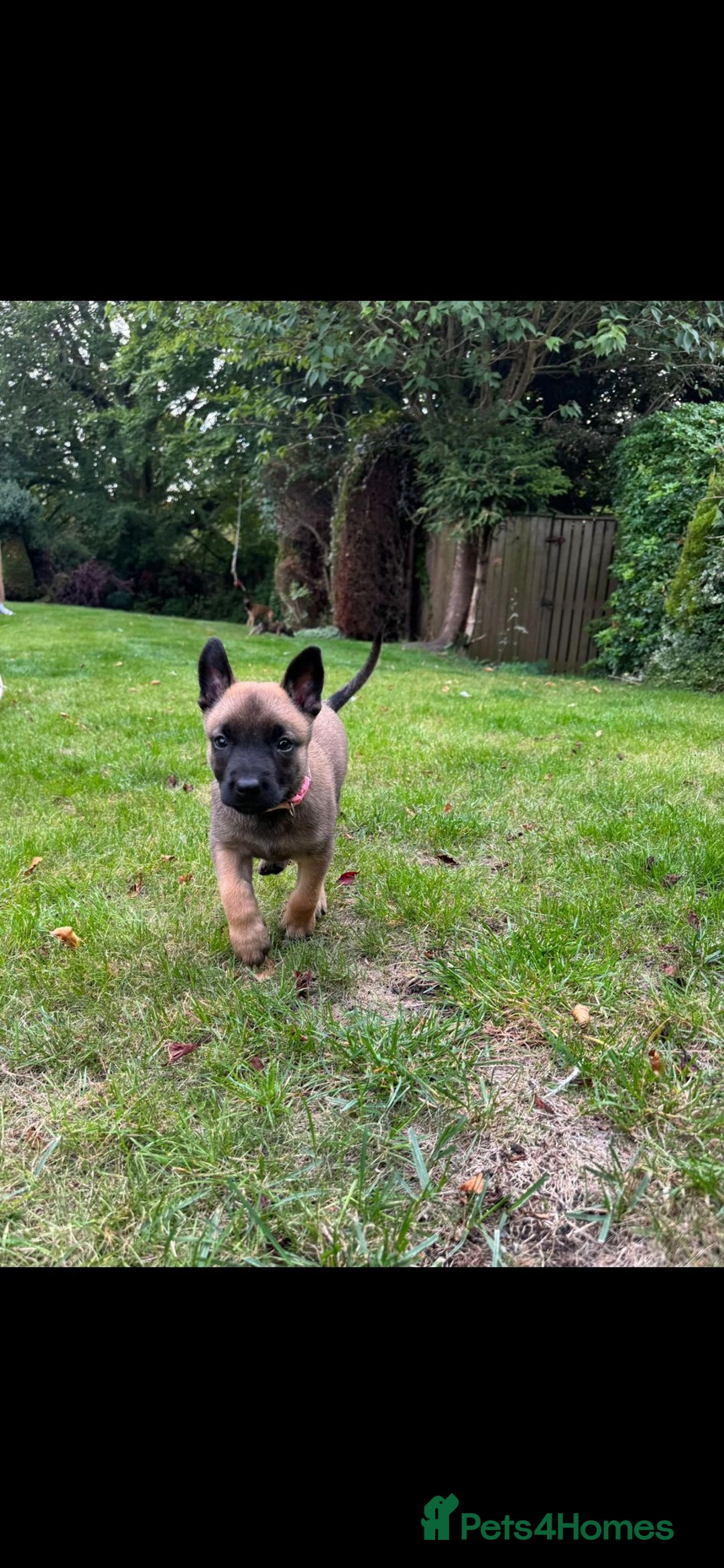 Belgian Shepherd Dog dogs for sale: Dutch herder x malinois Shepherd - Image 4