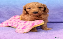 Mini Goldendoodle dogs for sale: Gorgeous Mini Goldendoodles By Therapy Asst Mom - Image 13