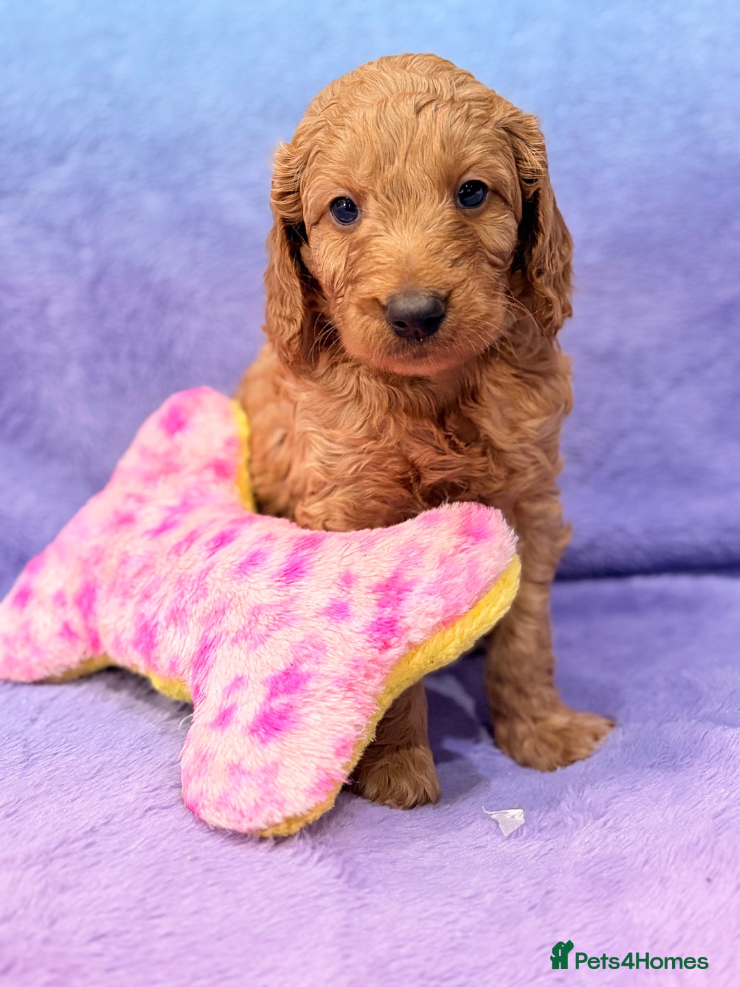 Mini Goldendoodle dogs for sale: Gorgeous Mini Goldendoodles By Therapy Asst Mom - Image 13