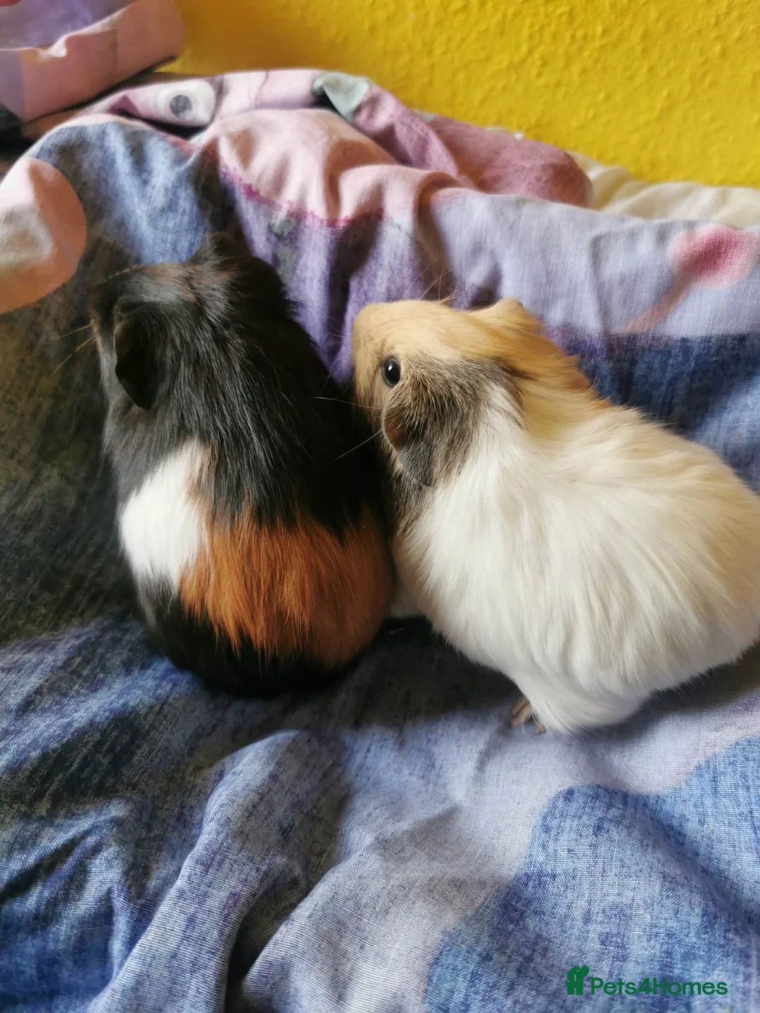 Guinea Pig rodents for sale: 5 Adorable Guinea pigs *READ DESCRITION* - Advert 4