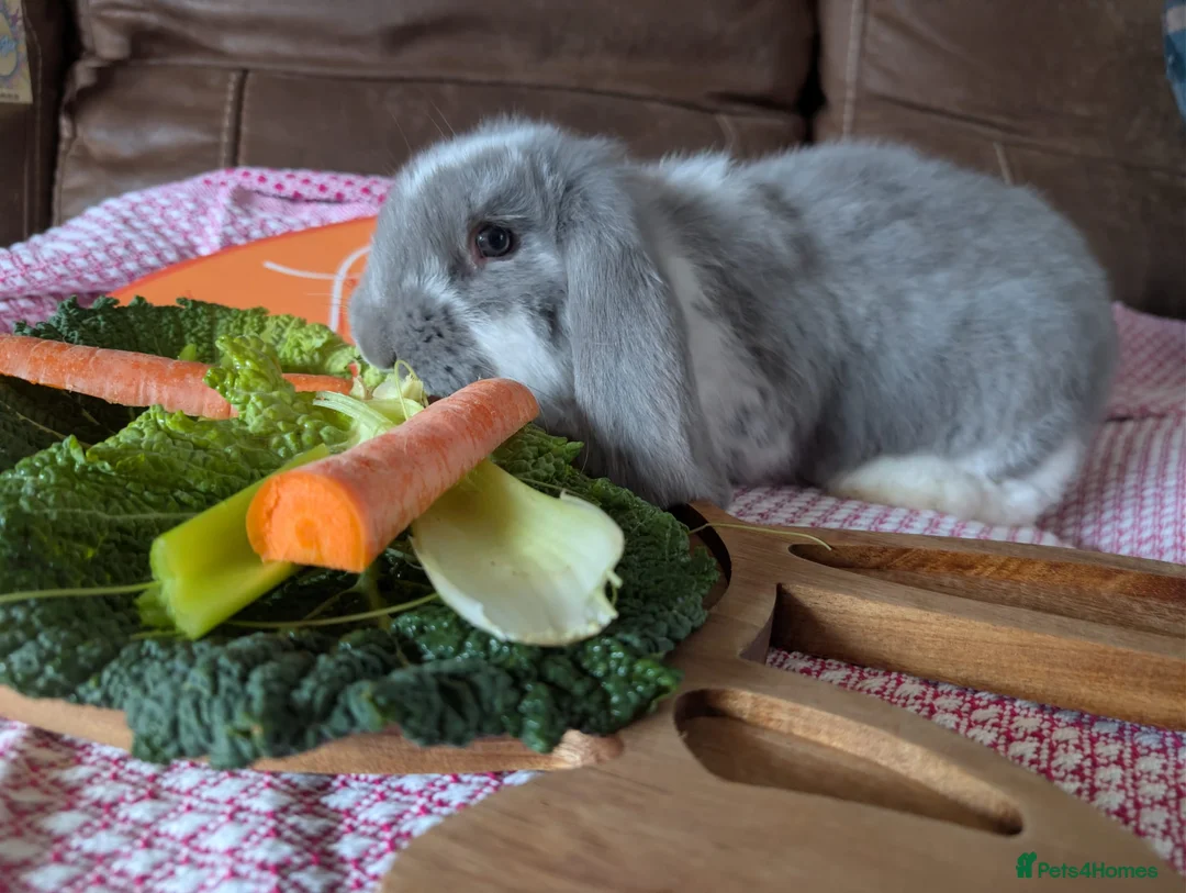 French Lop rabbits for sale: Male French Lop - Advert 1