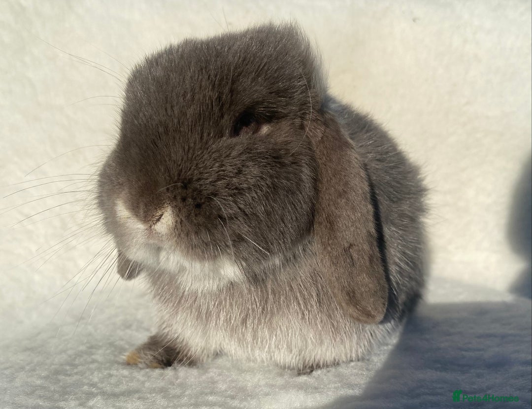 Mini Lop rabbits for sale: 3 pretty does needing new homes - Advert 7