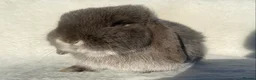 Mini Lop rabbits for sale: A pretty does needing a new home - Advert 7