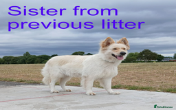 German Shepherd dogs for sale: Beautiful Chunky German Shepherd Puppies - Image 15